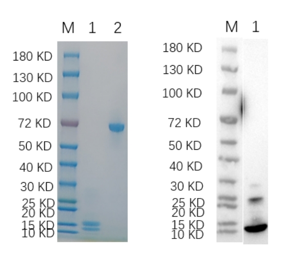 Reducing 4%-20% SDS-PAGE (CBB stained) and WB (Anti-His Mouse Monoclonal Antibody) analysis profiles of purified CASP3.
1. CASP3: 1 ug
2. BSA: 1 ug